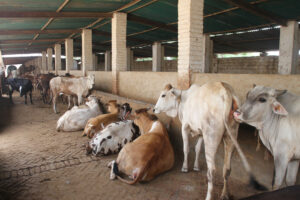 Edhi Animal Adotion Centre