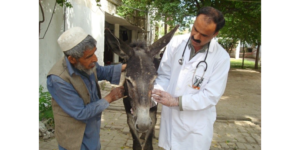 Brooke Hospital for Animals