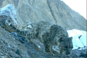 Snow Leopard Foundation