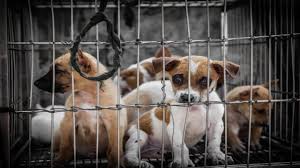 Animals Cruelty