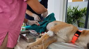 Importance of Spaying and Neutering