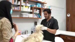 Karachi Animal Adoption Hospital