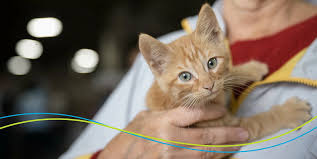 Thinking About Adopting a Pet