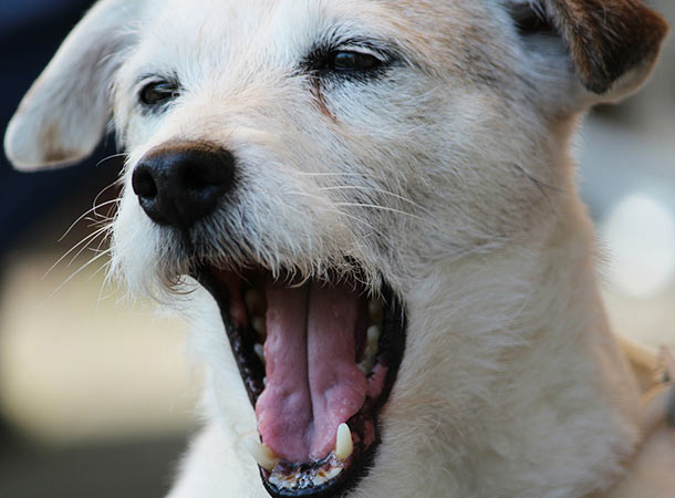 Behavioral Issues in Rescue Dogs
